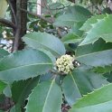 Ilex x koehneana 'Chestnut Leaf' feuille P1C P16